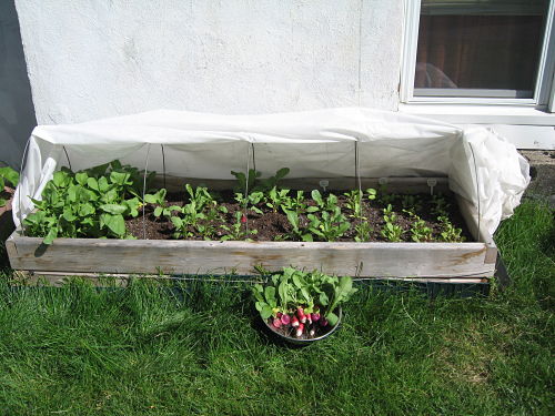raised garden bed 2 x 6 with cover